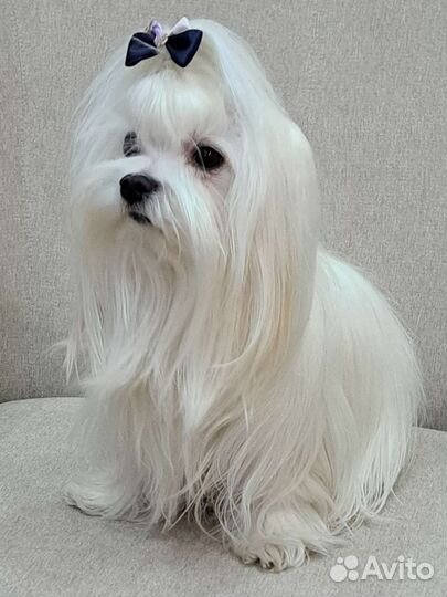 Вязка болонка мальтезе