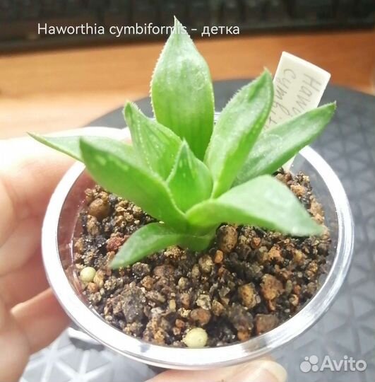 Суккуленты