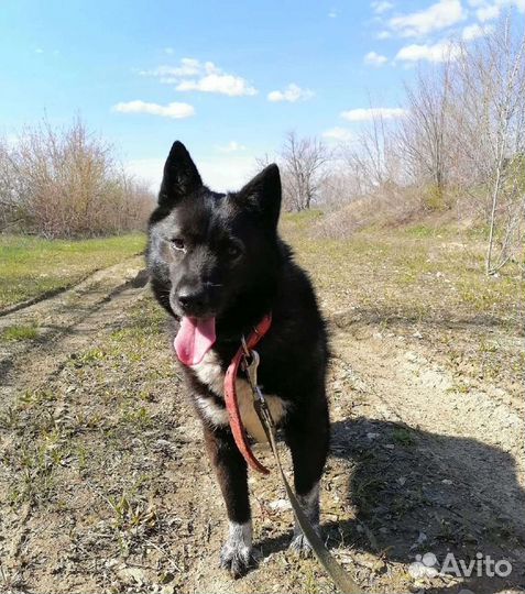 Собака Лика