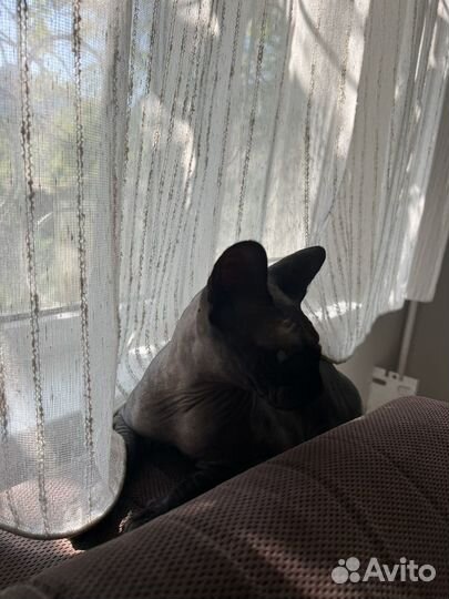 Канадский сфинкс