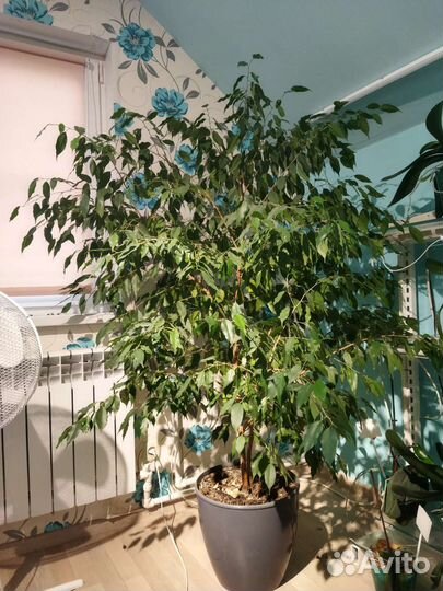 Фикус бенджамина большой