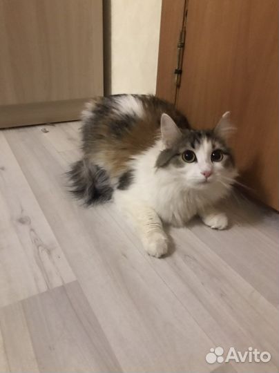 Счастливая кошка 3х цветка