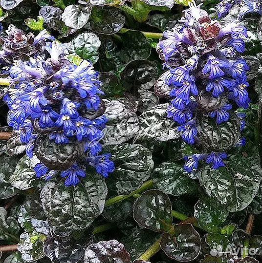 Чабрец тимьян