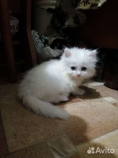 Отдам котёнка в добрые руки