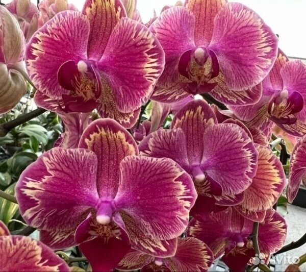 Орхидея фаленопсис Азия Европа нецветущие