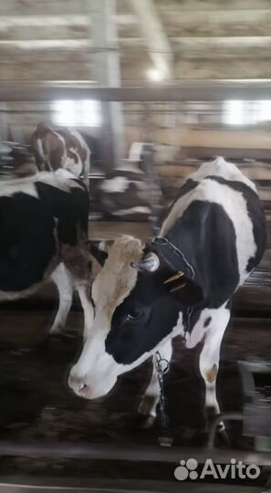 Быки и телки