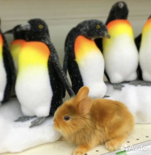 Декоративный кролик карликовый