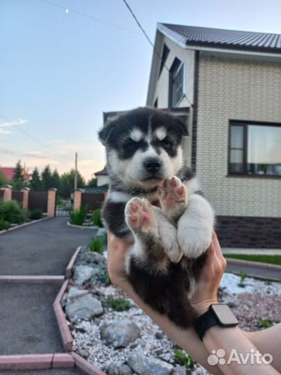 Щенки Хаски