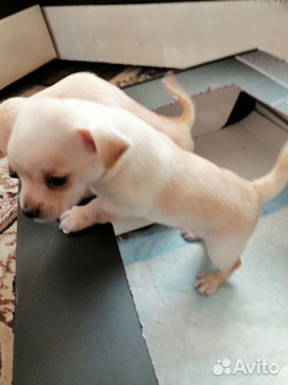 Щенки русского тоя