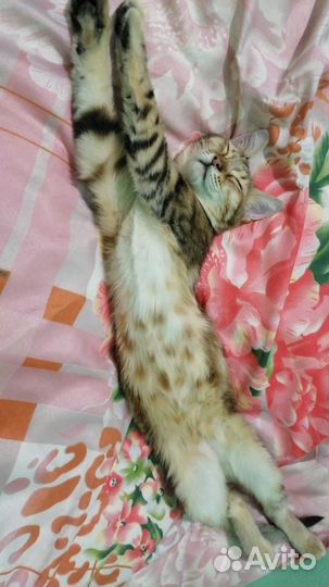 Ласковая Маруся очень ищет дом