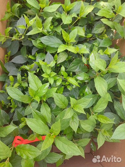 Гортензия 2-х годовалая