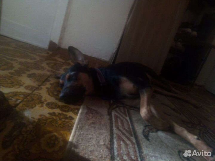 Передержка животных(коты, собаки, грызуны, птицы)