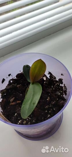 Орхидея фаленопсис