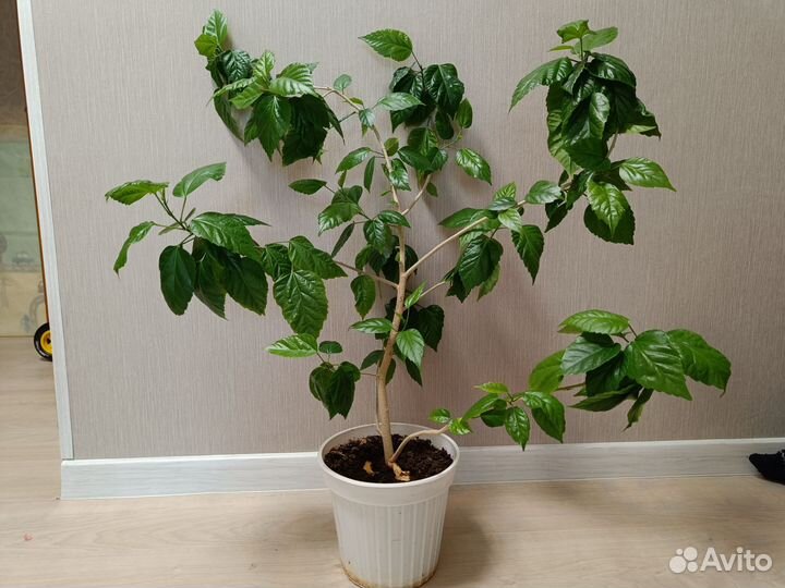 Гибискус китайская роза