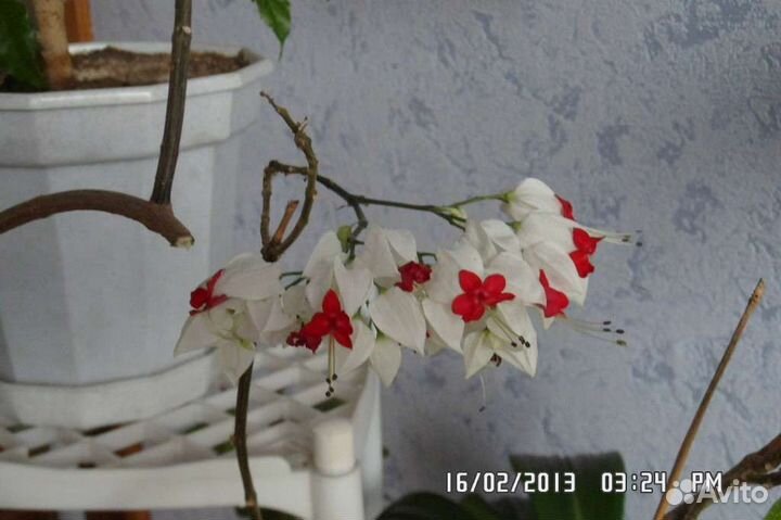 Клеродендрум томпсон