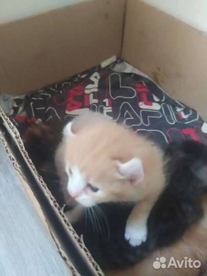 Котята в добрые руки