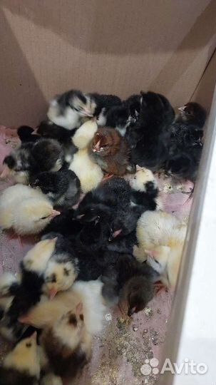 Утята, Цыплята суточные домашние, бройлерные пород