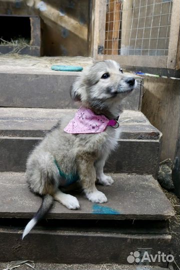 Щенок в добрые руки бесплатно