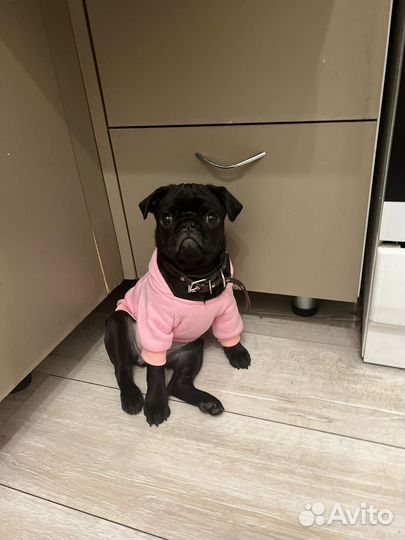 Ветеринарный врач на дом круглосуточно