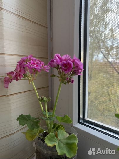 Пеларгония/герань