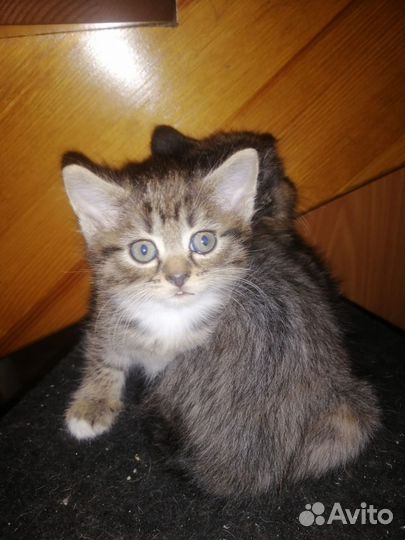 Отдам котёнка в добрые руки, девочка