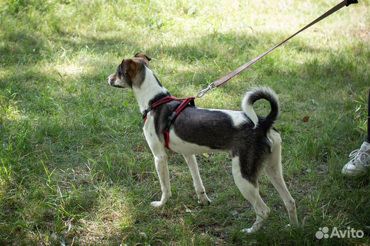 Чудесный щенок ищет свою семью