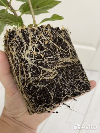 Гортензия саженцы Bonfire/Pixio/серия Pan/классика