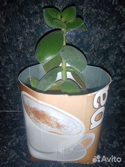 Толстянка Атропурпуреа (Crassula Atropurpurea)