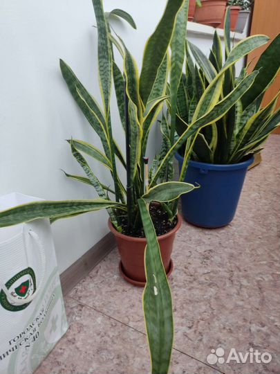 Сансевиерия щучий хвост