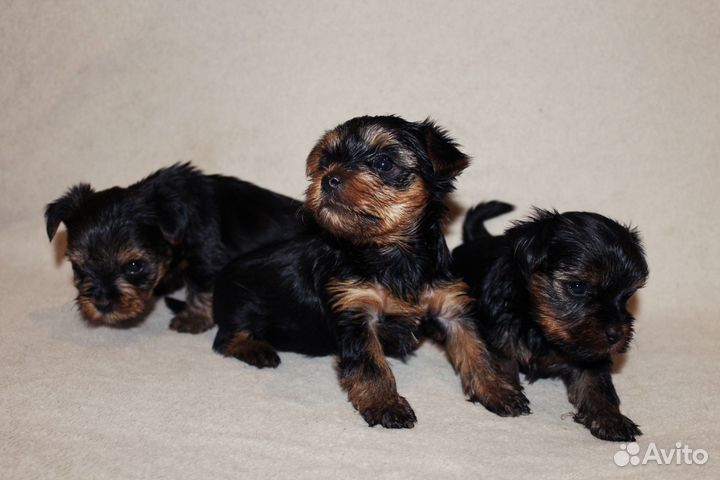 Йоркширский терьер мини