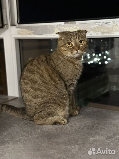 Шотландская вислоухая кошка бесплатно