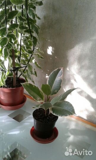 Фикус эластика тинеке