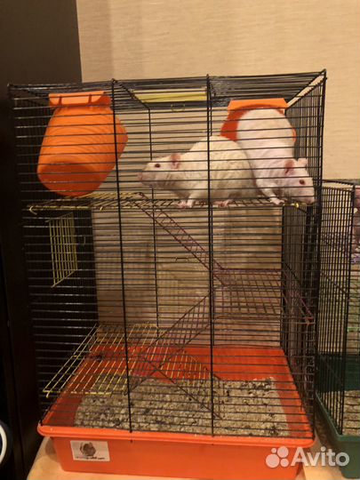 Крысы бесплатно в добрые руки