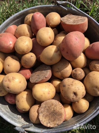 Картофель мелочь, Цукини, Патиссоны, Калина