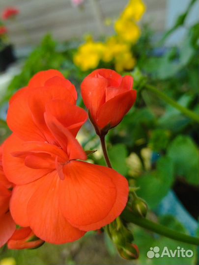 Пеларгония герань