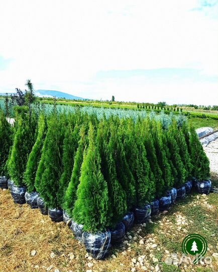 Туя взрослая. Доставка