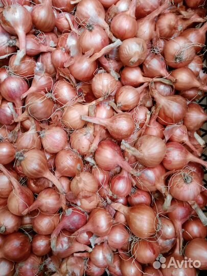 Лук семейный на посадку