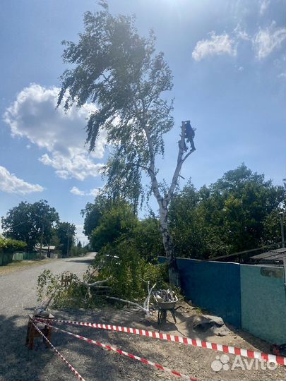 Спил деревьев