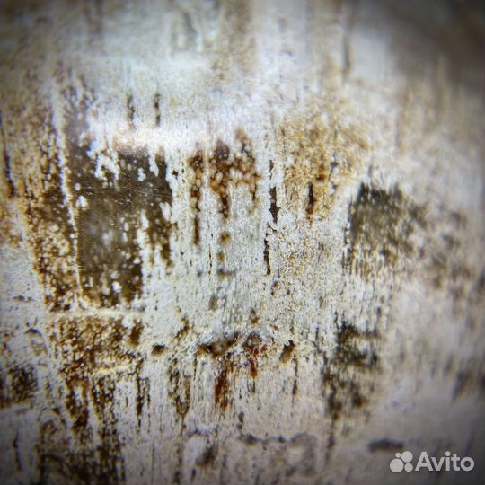 Шар и окаменелого дерева окаменелость ископаемое