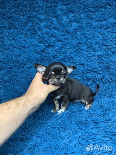 Черно - подпалый мальчик чихуахуа