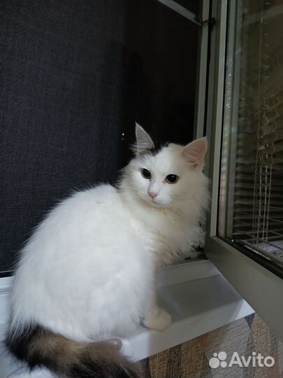 Кошки в добрые руки