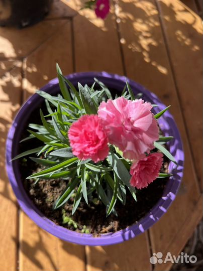 Гводика многолетняя вегетативная