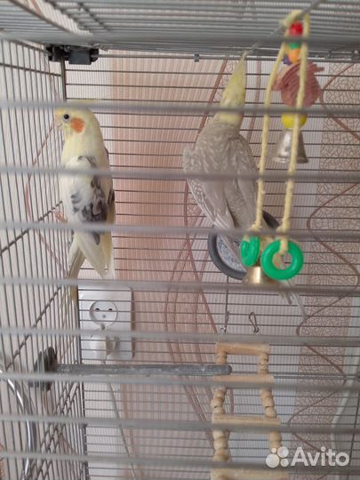 Попугай корелла с клеткой