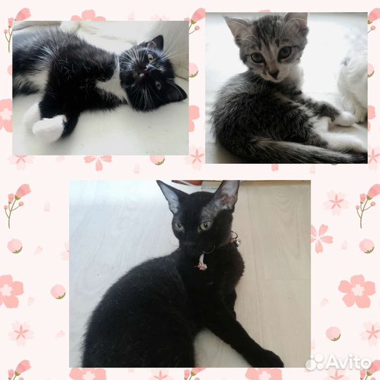 Котики бесплатно в добрые руки