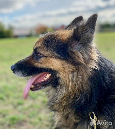 В добрые руки метис овчарки