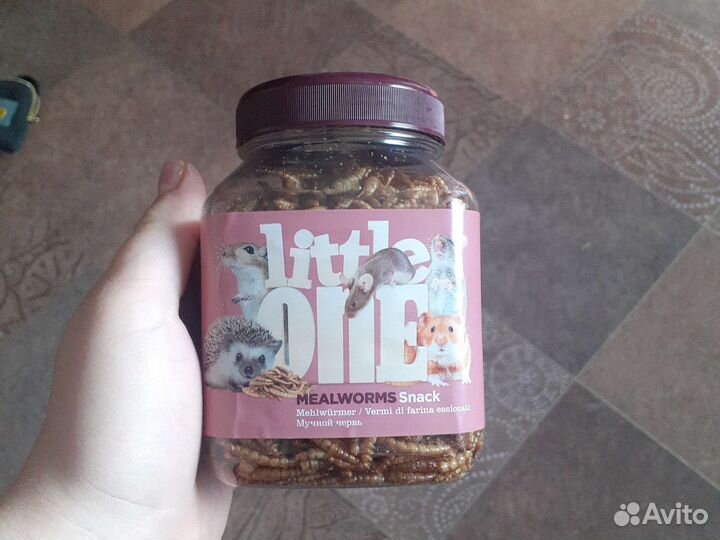 Мучной червь