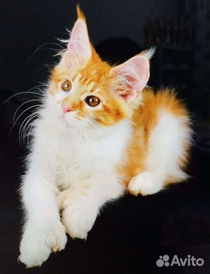 Мейн-кун полидакт