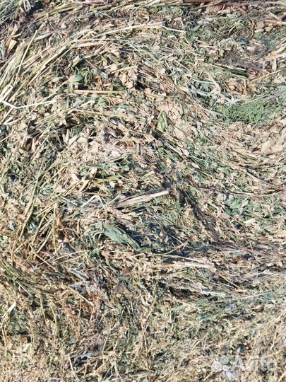 Тюки люцерны, суданки