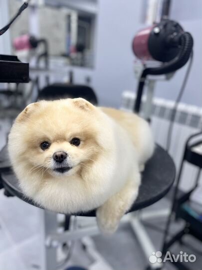 Модели на бесплатную стрижку,стрижка собак и кошек