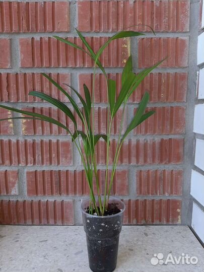 Комнатные растения цветы